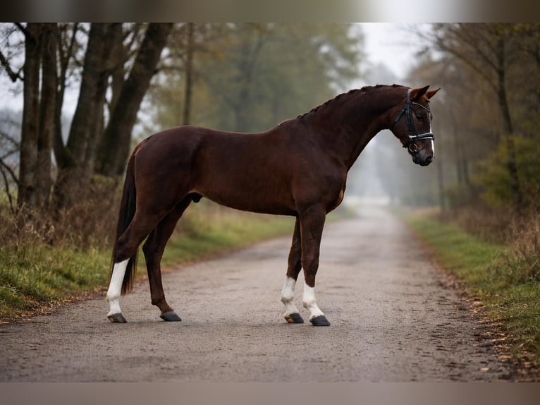 Hanovrien Hongre 6 Ans 168 cm Alezan in Zalaegerszeg