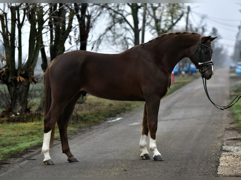 Hanovrien Hongre 6 Ans 168 cm Alezan in Zalaegerszeg