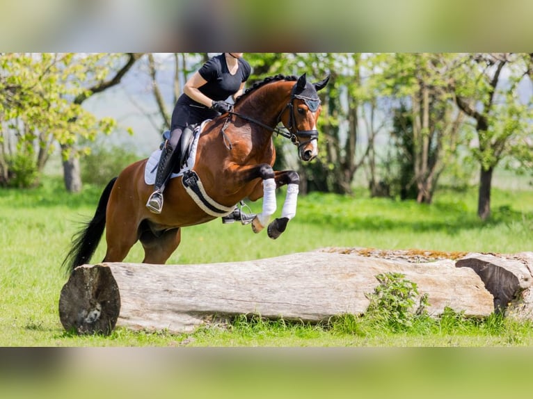 Hanovrien Hongre 6 Ans 168 cm Bai brun in Havixbeck