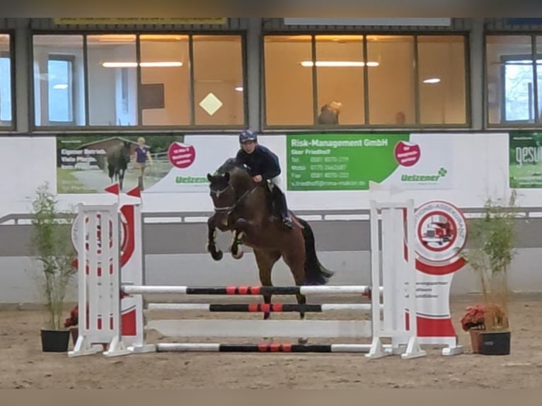 Hanovrien Hongre 6 Ans 168 cm Bai brun in Braunschweig