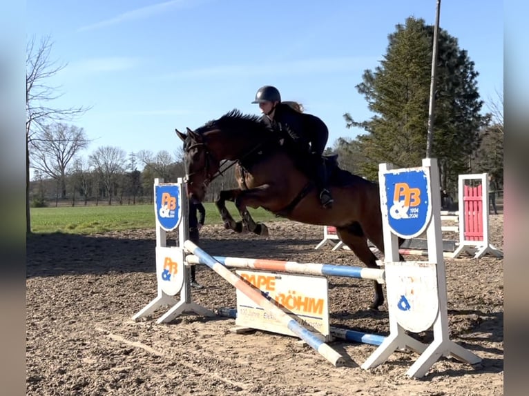 Hanovrien Hongre 6 Ans 168 cm Bai brun in Warendorf