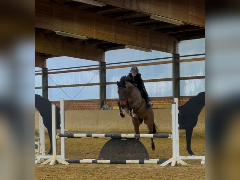 Hanovrien Hongre 6 Ans 168 cm Bai brun in Warendorf