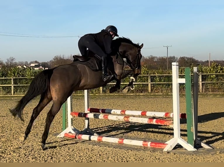 Hanovrien Hongre 6 Ans 168 cm Bai brun in Warendorf
