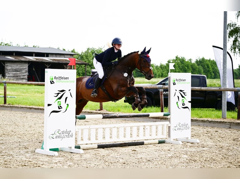 Hanovrien Hongre 6 Ans 168 cm Bai brun in Warendorf
