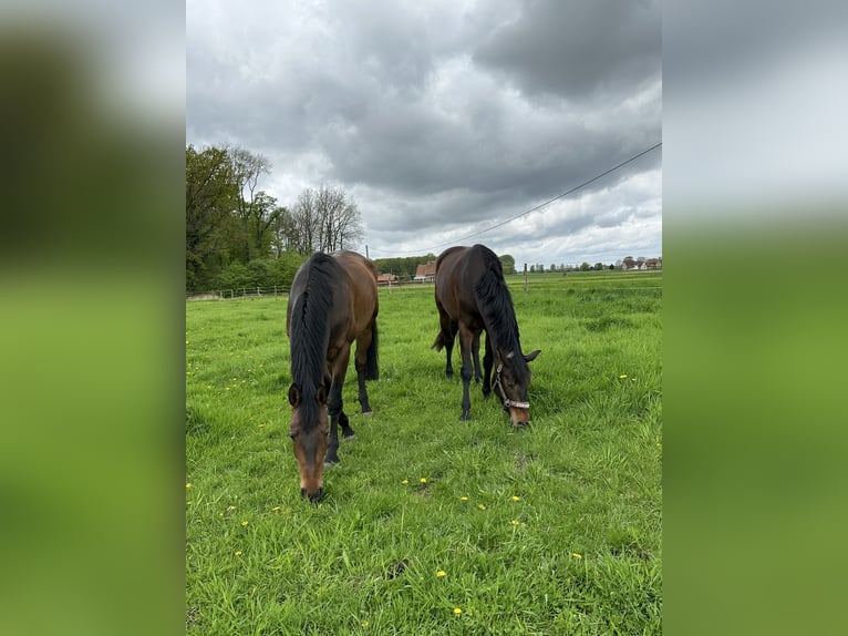 Hanovrien Hongre 6 Ans 168 cm Bai brun in Warendorf