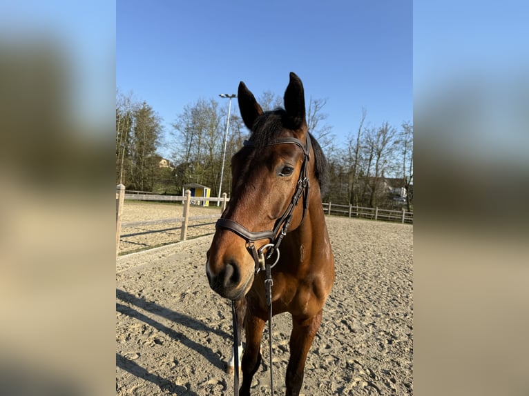 Hanovrien Hongre 6 Ans 168 cm Bai brun in Wetter (Ruhr)
