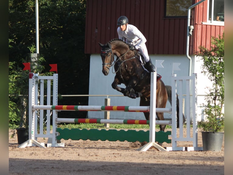 Hanovrien Hongre 6 Ans 168 cm Bai brun foncé in Me&#xDF;stettenTieringen