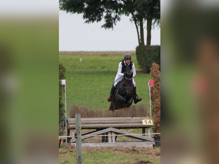 Hanovrien Hongre 6 Ans 168 cm Bai brun foncé in Me&#xDF;stettenTieringen