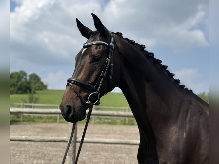 Hanovrien Hongre 6 Ans 168 cm Bai brun foncé in Me&#xDF;stettenTieringen