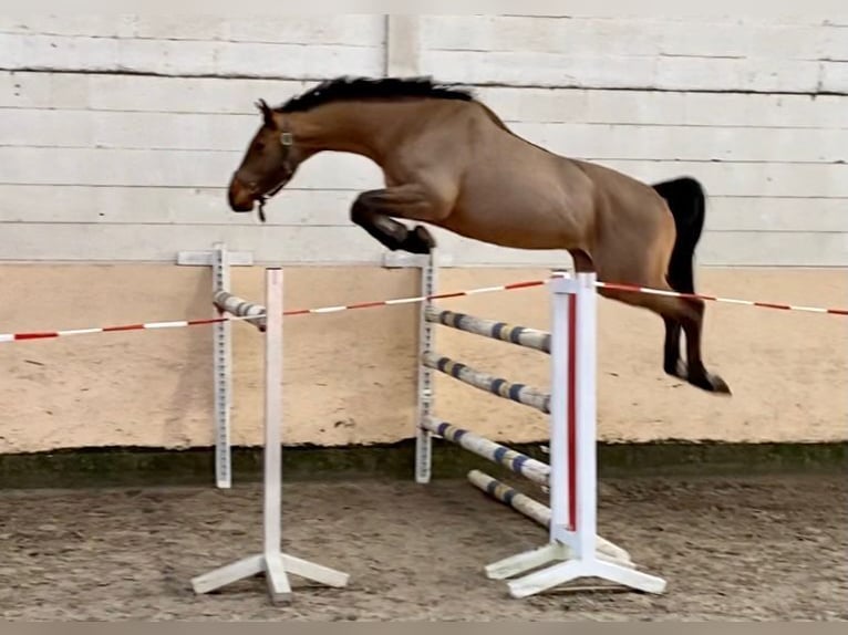 Hanovrien Hongre 6 Ans 168 cm Bai cerise in Schwanewede