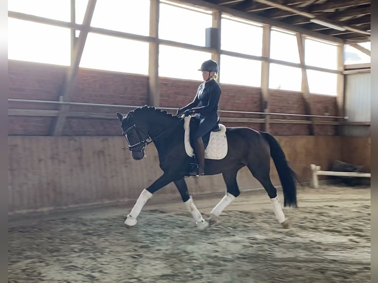 Hanovrien Hongre 6 Ans 168 cm Bai in Alfstedt