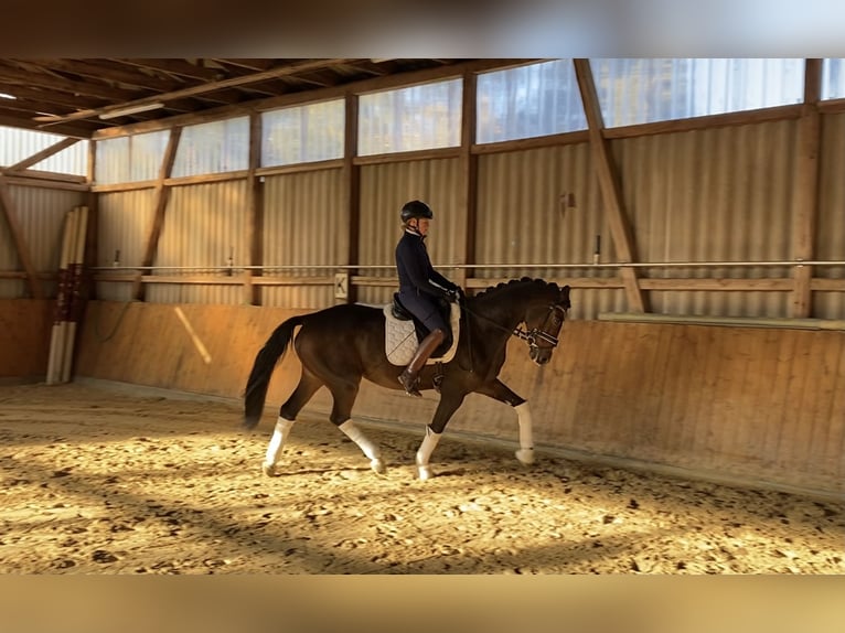 Hanovrien Hongre 6 Ans 168 cm Bai in Alfstedt