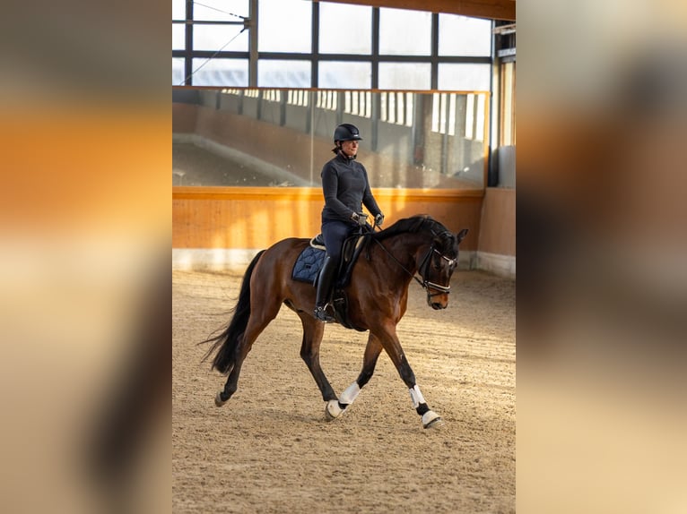Hanovrien Hongre 6 Ans 168 cm Bai in Lüdinghausen