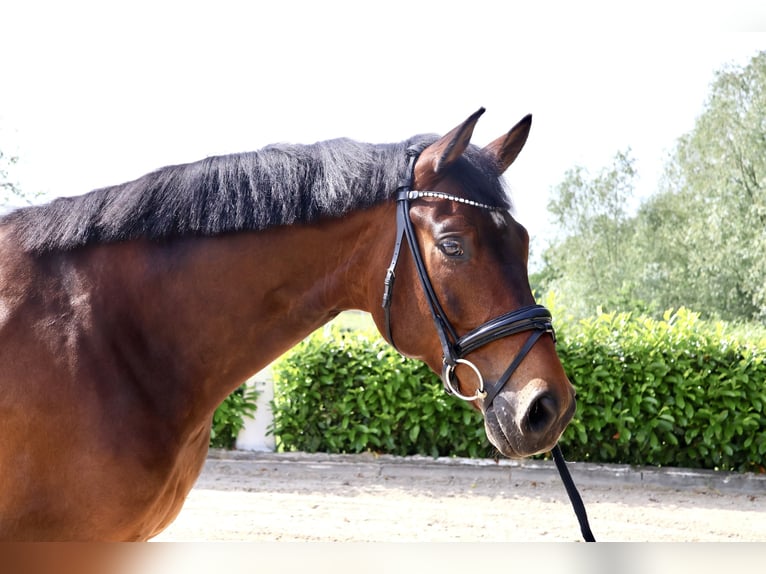 Hanovrien Hongre 6 Ans 168 cm Bai in Lüdinghausen
