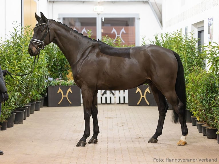 Hanovrien Hongre 6 Ans 168 cm Bai in Verden