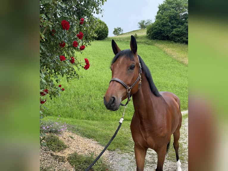 Hanovrien Hongre 6 Ans 168 cm Bai in Hasle b. Burgdorf