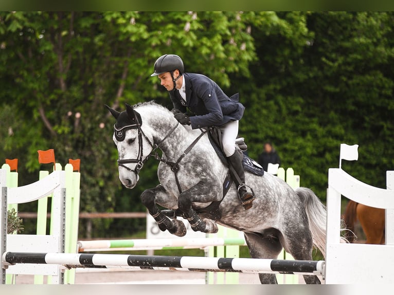 Hanovrien Hongre 6 Ans 168 cm Gris in Riedstadt