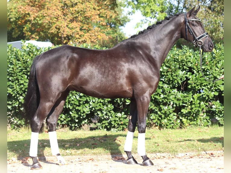 Hanovrien Hongre 6 Ans 168 cm Noir in Selsingen