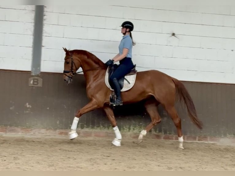 Hanovrien Hongre 6 Ans 169 cm Alezan brûlé in Lohne (Oldenburg)