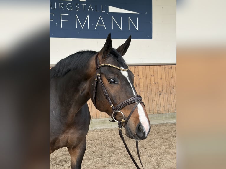 Hanovrien Hongre 6 Ans 169 cm Bai brun in Rhade