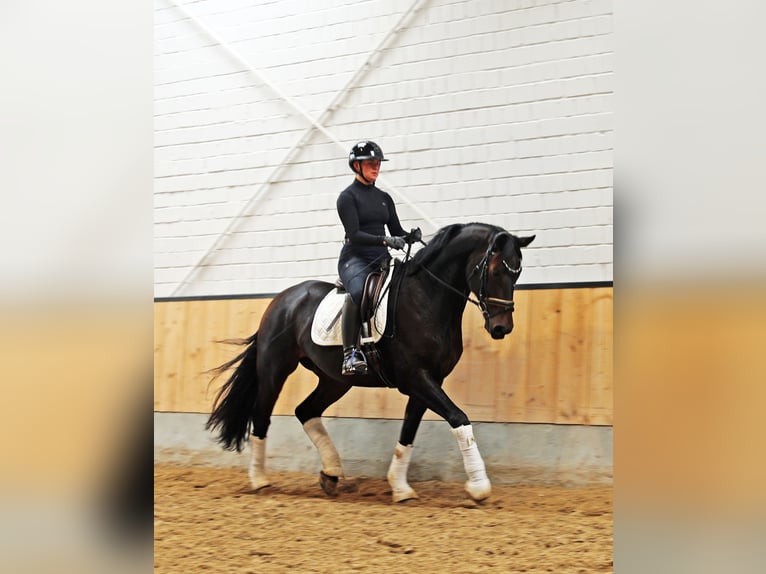 Hanovrien Hongre 6 Ans 169 cm Bai brun foncé in Kempen