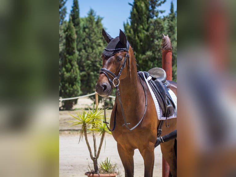 Hanovrien Hongre 6 Ans 169 cm Bai in Algeciras
