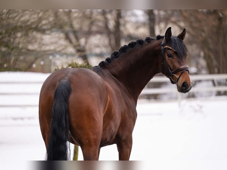 Hanovrien Hongre 6 Ans 169 cm Bai in Wehringen