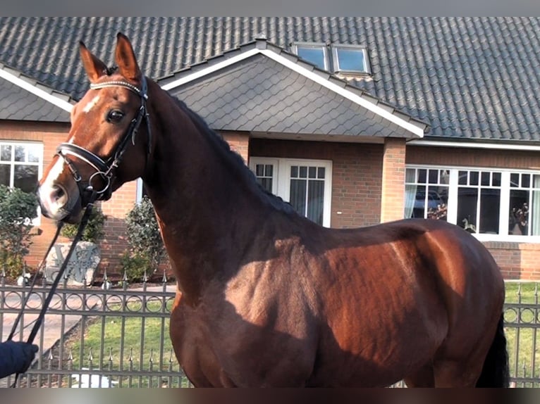 Hanovrien Hongre 6 Ans 169 cm Bai in Linau