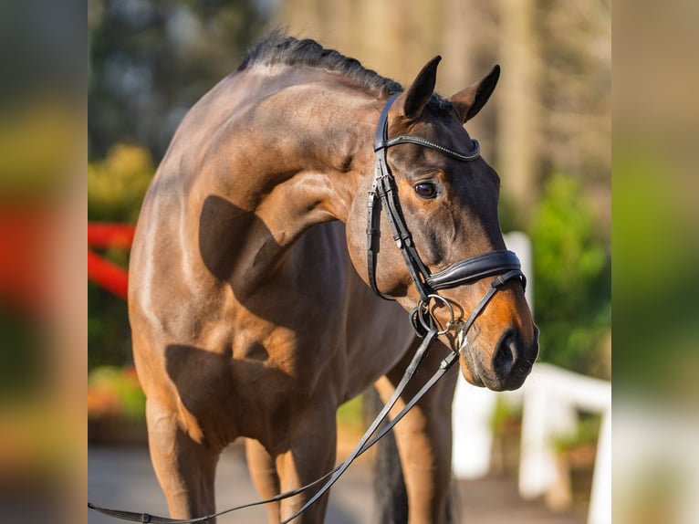 Hanovrien Hongre 6 Ans 169 cm Bai in Mnster-Handorf