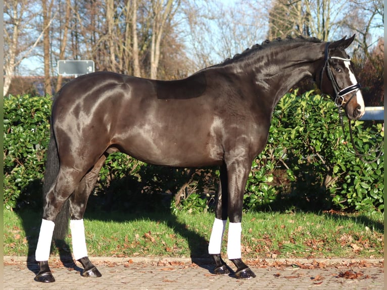 Hanovrien Hongre 6 Ans 169 cm Bai in Selsingen
