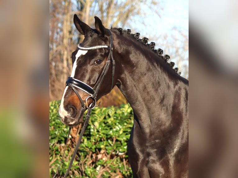 Hanovrien Hongre 6 Ans 169 cm Bai in Selsingen