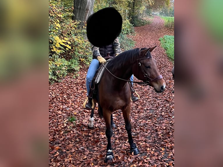 Hanovrien Hongre 6 Ans 169 cm Bai in Geilrath