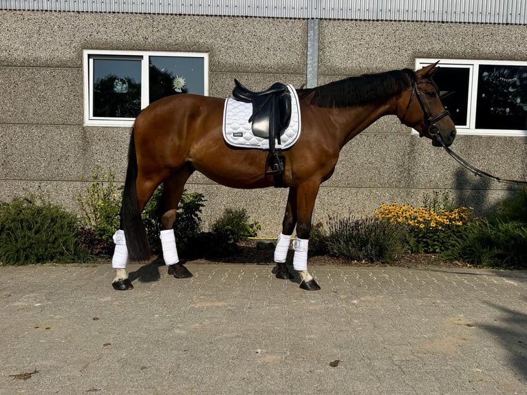 Hanovrien Hongre 6 Ans 169 cm Bai in Geilrath