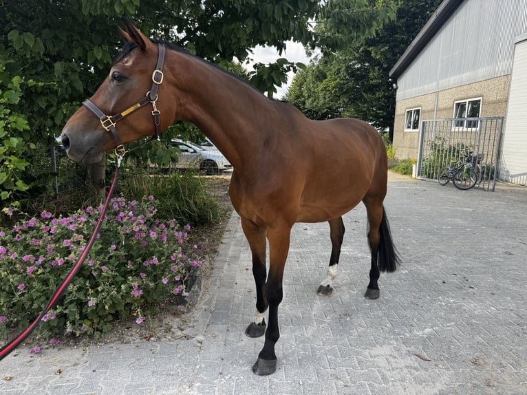Hanovrien Hongre 6 Ans 169 cm Bai in Geilrath