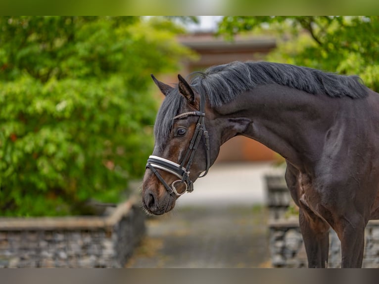 Hanovrien Hongre 6 Ans 169 cm Noir in Ochtrup