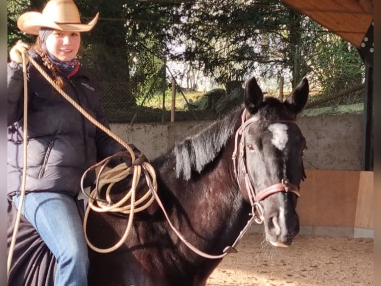 Hanovrien Hongre 6 Ans 169 cm Noir in Walterswil SO
