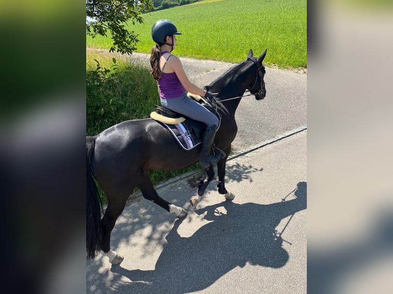 Hanovrien Hongre 6 Ans 169 cm Noir in Walterswil SO