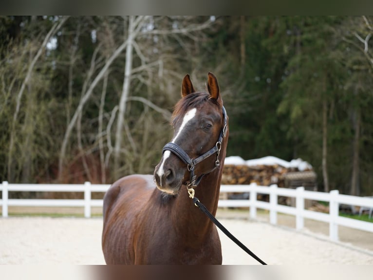 Hanovrien Hongre 6 Ans 170 cm Alezan brûlé in Gaimersheim