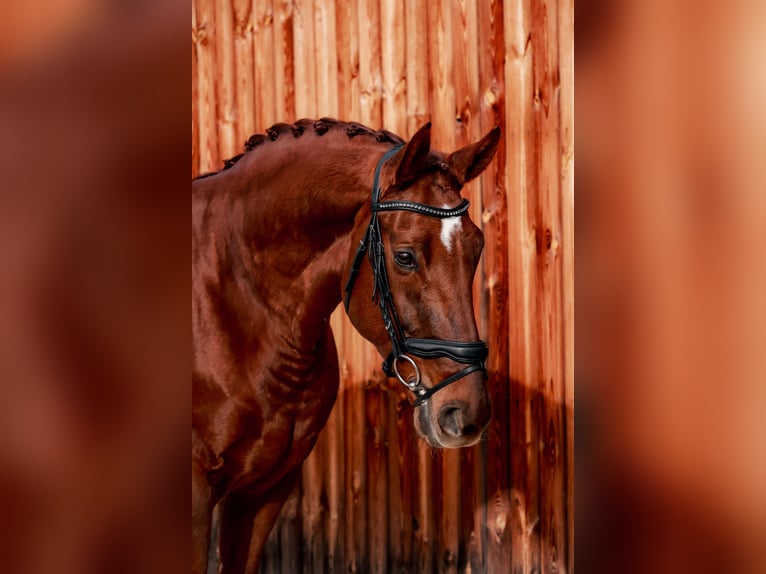 Hanovrien Hongre 6 Ans 170 cm Alezan in Stattegg