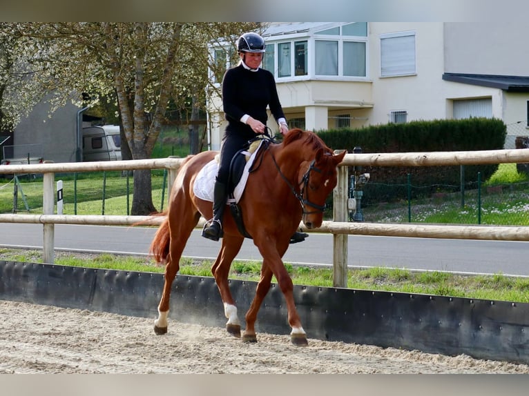 Hanovrien Hongre 6 Ans 170 cm Alezan in Üxheim