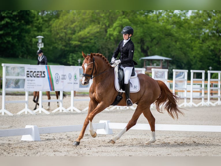 Hanovrien Hongre 6 Ans 170 cm Alezan in Dörverden Hanovrien Hongre 6 Ans 170 cm Alezan in Dörverden