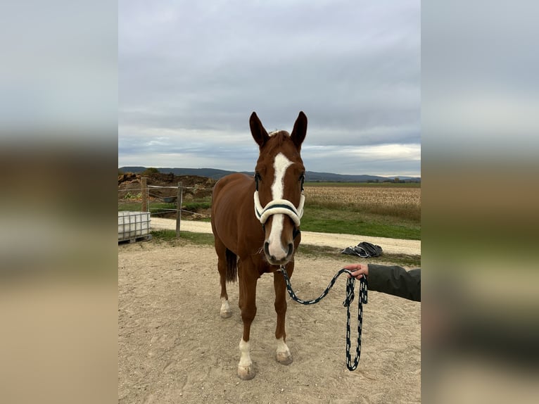Hanovrien Hongre 6 Ans 170 cm Alezan in Pfatter