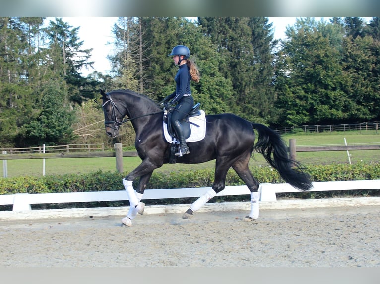 Hanovrien Hongre 6 Ans 170 cm Bai brun in Bassum