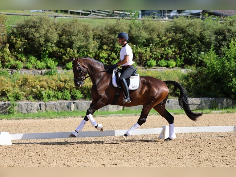 Hanovrien Hongre 6 Ans 170 cm Bai brun in Haag am Hausruck