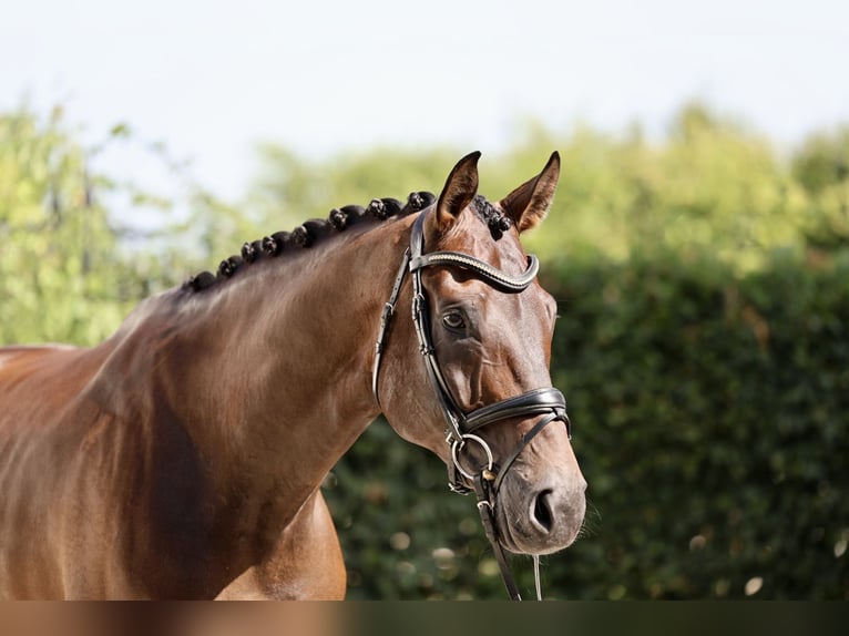 Hanovrien Hongre 6 Ans 170 cm Bai brun in Haag am Hausruck