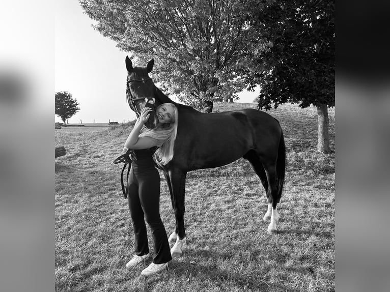 Hanovrien Hongre 6 Ans 170 cm Bai brun in Sundern