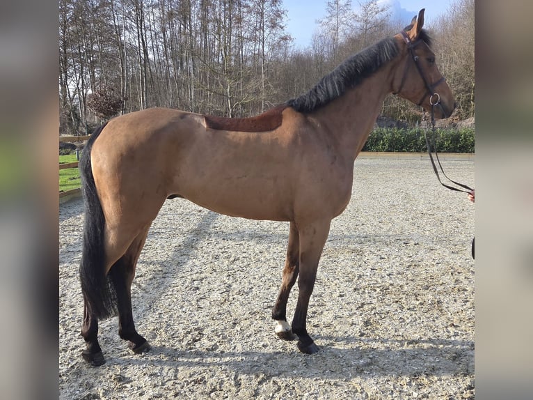 Hanovrien Hongre 6 Ans 170 cm Bai in Wettrup