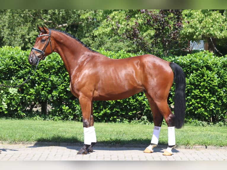 Hanovrien Hongre 6 Ans 170 cm Bai in Selsingen