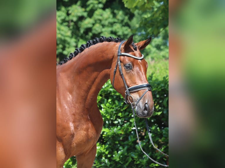 Hanovrien Hongre 6 Ans 170 cm Bai in Selsingen