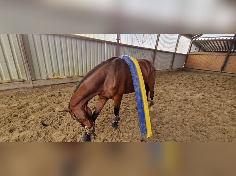 Hanovrien Hongre 6 Ans 170 cm Bai in Varrel